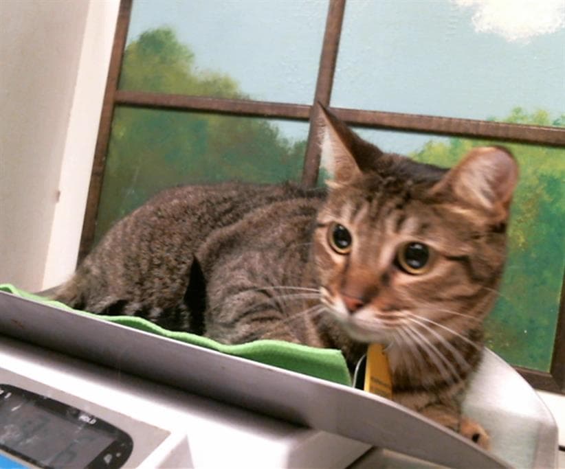 Nena - Domestic Short Hair