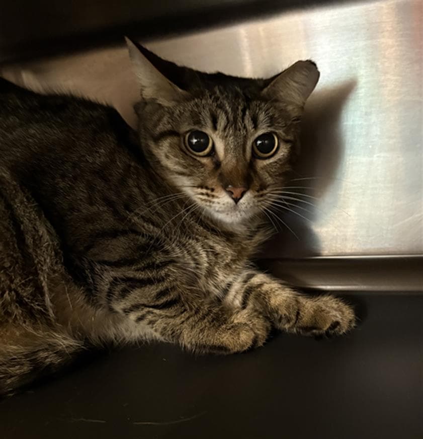 Nena - Domestic Short Hair