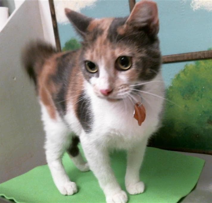 China - Domestic Short Hair