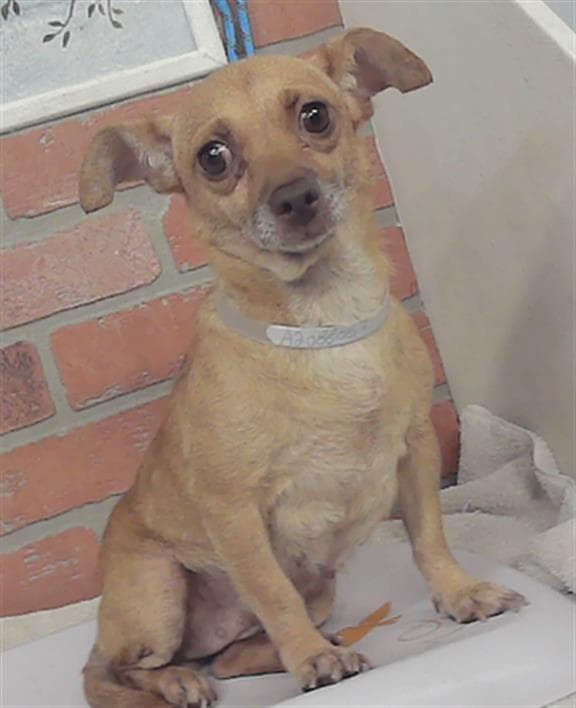 Catalina - Chihuahua
