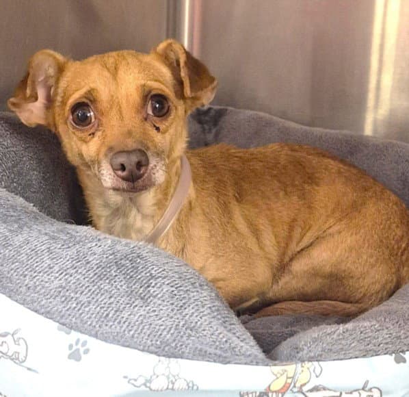Catalina - Chihuahua