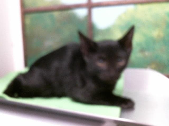 Blair - Domestic Short Hair