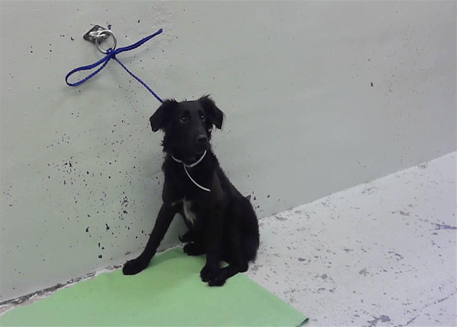 Misty - Labrador Retriever