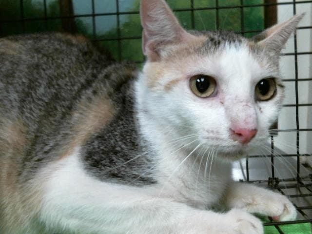 Pebbles - Domestic Short Hair