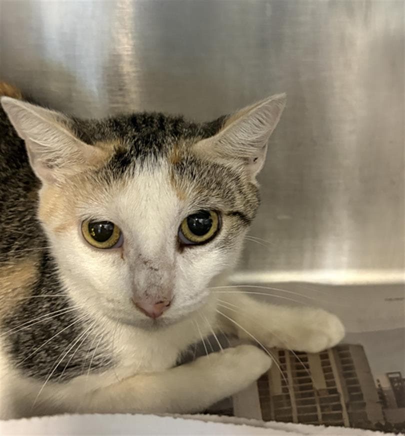 Pebbles - Domestic Short Hair