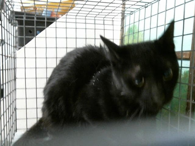Unknown - Domestic Short Hair
