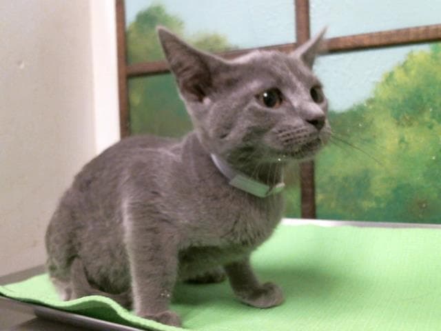 Darla - Domestic Short Hair