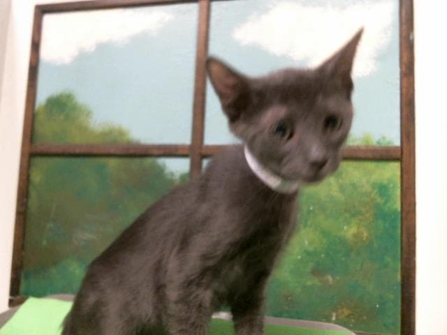 Del - Domestic Short Hair