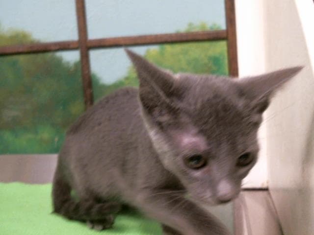 Dahlia - Domestic Short Hair