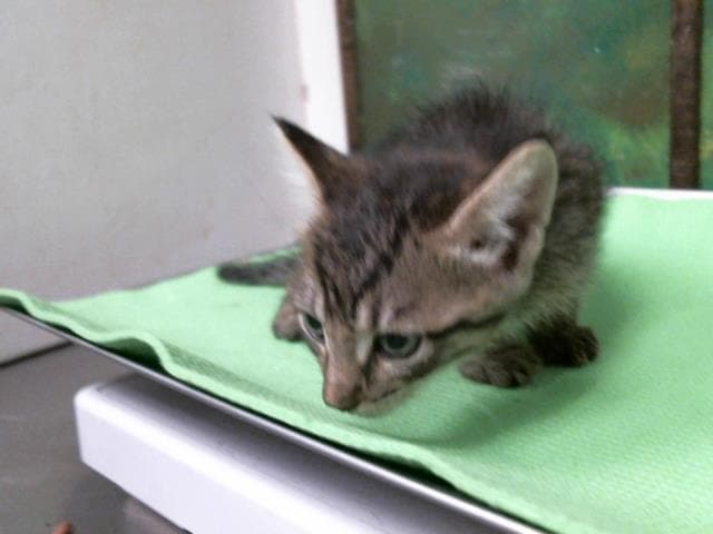 Pango - Domestic Short Hair