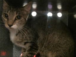 Nibbles image 1