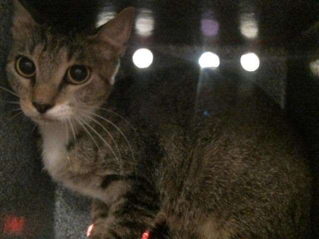 Nibbles - Domestic Short Hair
