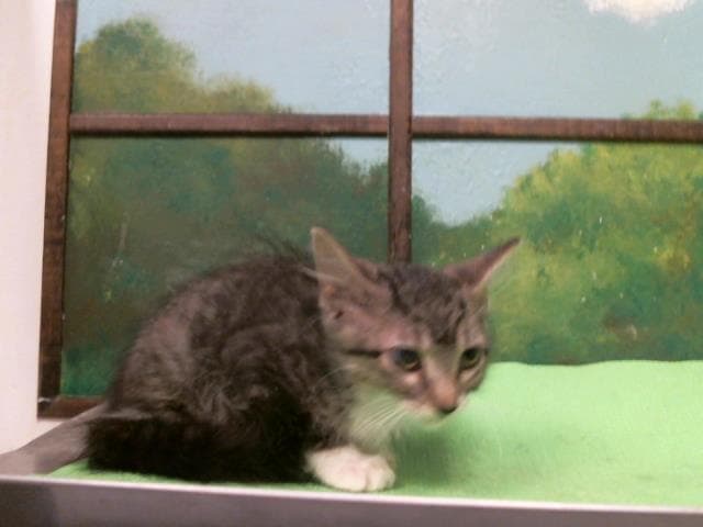 Ash - Domestic Short Hair