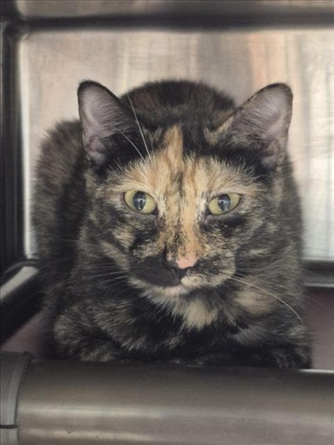 Michi - Domestic Short Hair