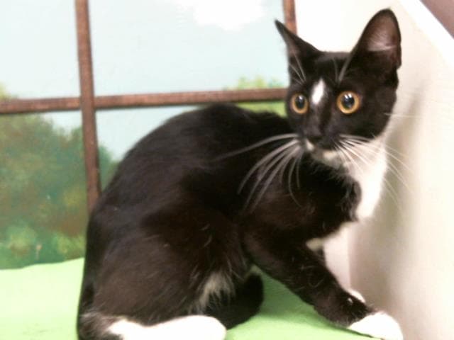 Socks - Domestic Short Hair