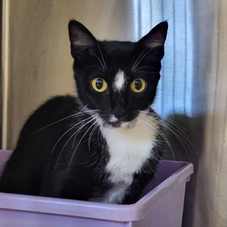 Socks - Domestic Short Hair