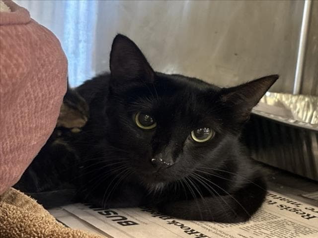 Penny - Domestic Short Hair