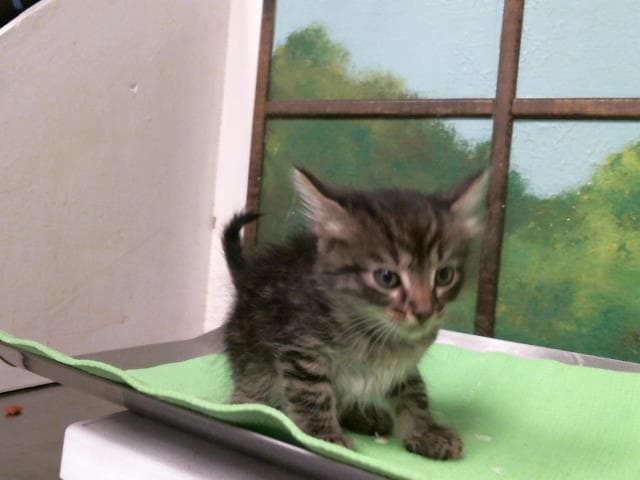 Patricia - Domestic Short Hair