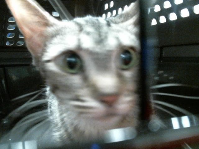 Unknown - Domestic Short Hair