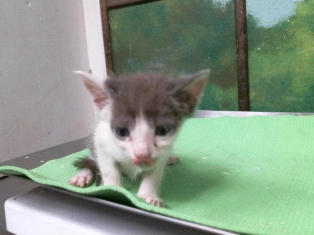 Unknown - Domestic Short Hair