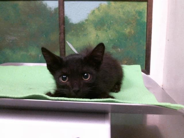Blackberry - Domestic Short Hair