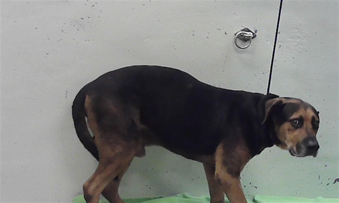 Unknown - German Shepherd Dog
