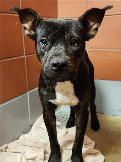 Unknown - Staffordshire Bull Terrier