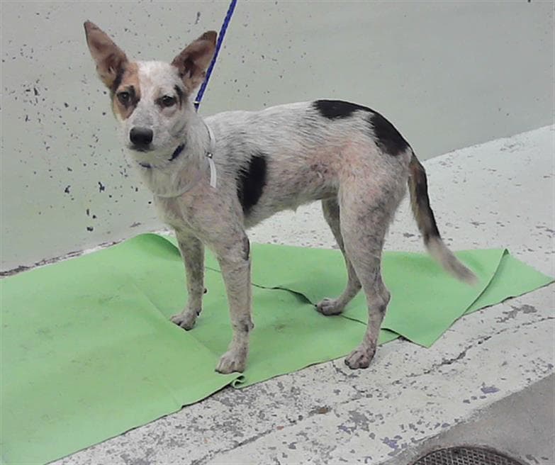 Sweet Pea - Australian Cattle Dog/Blue Heeler