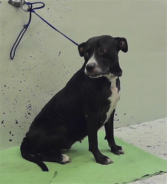 Unknown - Staffordshire Bull Terrier