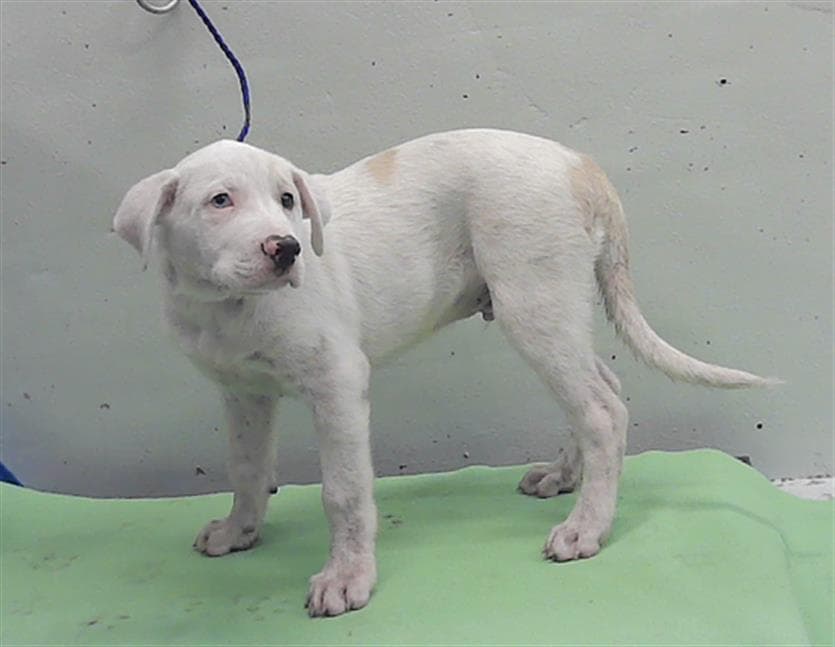 Unknown - Staffordshire Bull Terrier