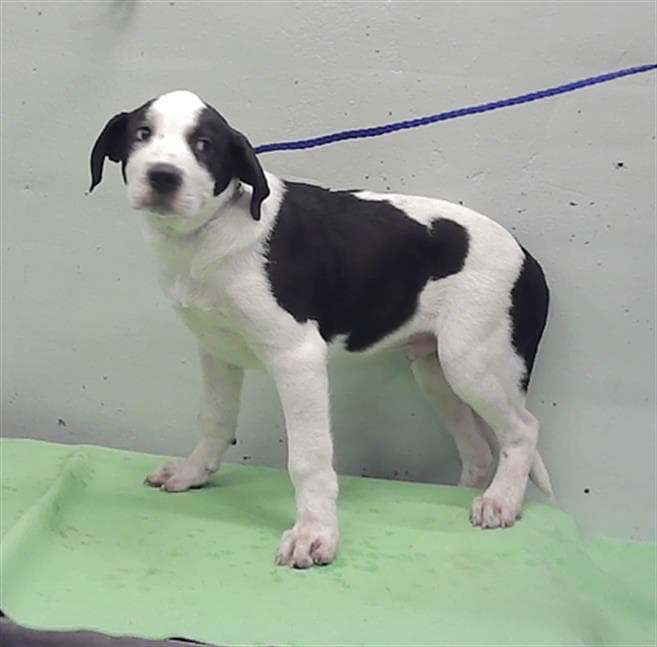 Unknown - Staffordshire Bull Terrier