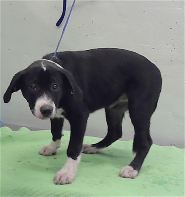 Unknown - Staffordshire Bull Terrier