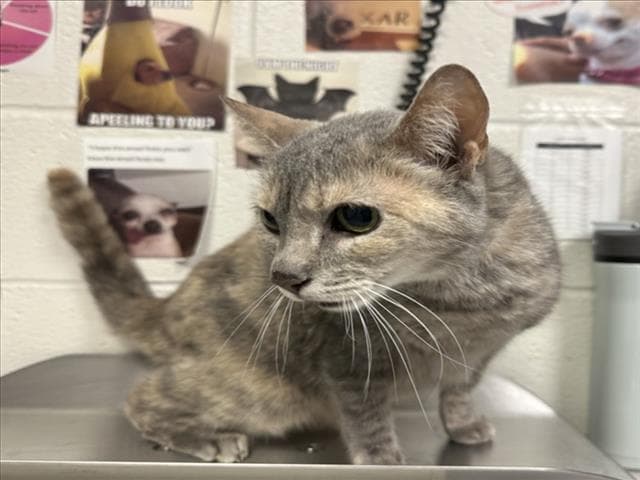 Unknown - Domestic Short Hair
