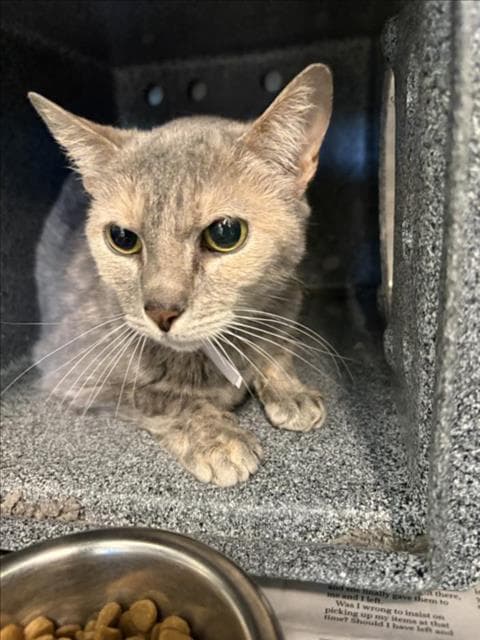 Unknown - Domestic Short Hair