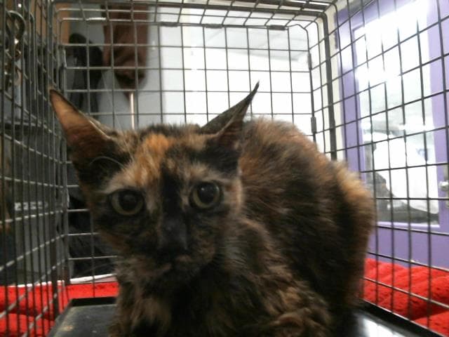 Unknown - Domestic Short Hair
