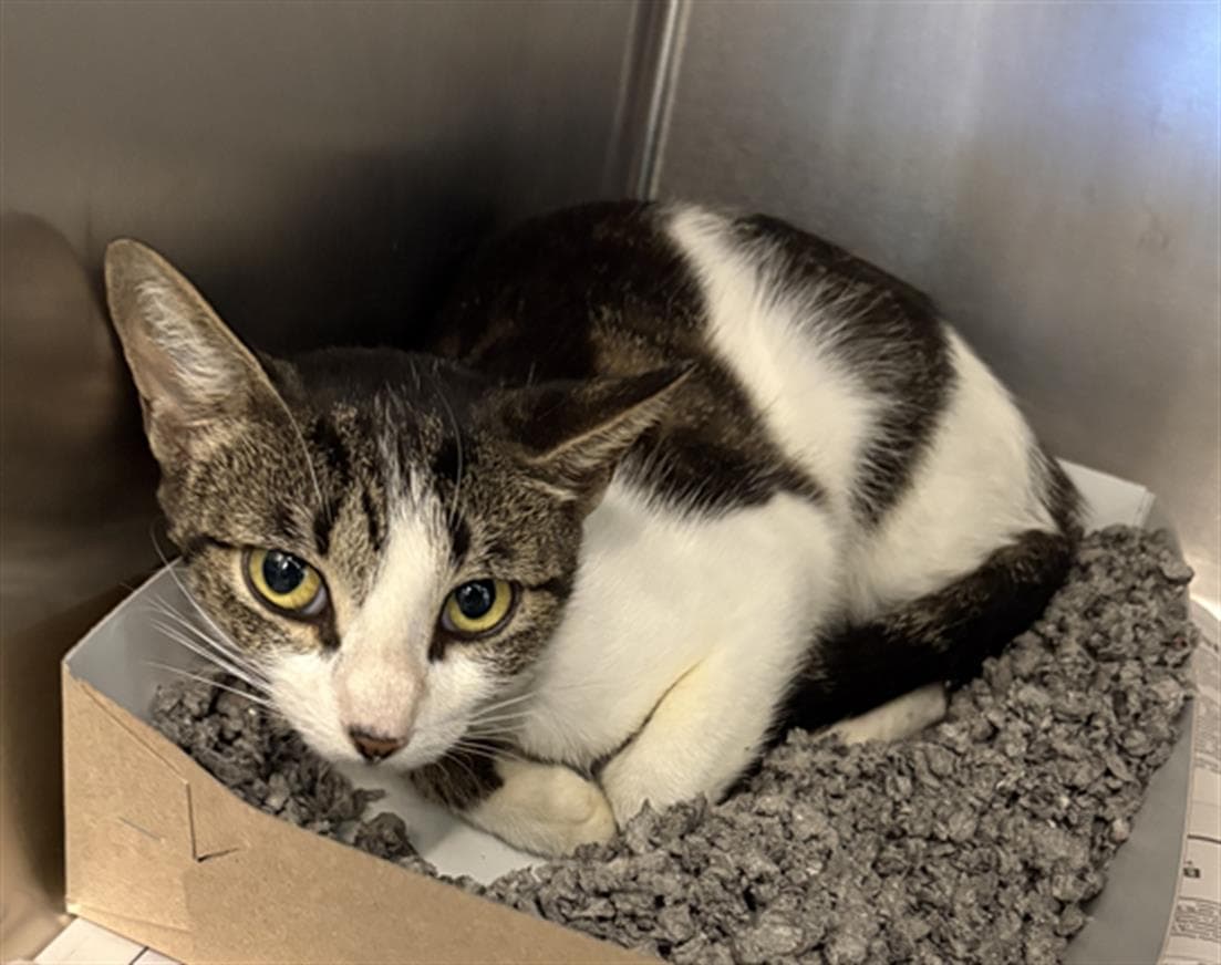 Amber - Domestic Short Hair