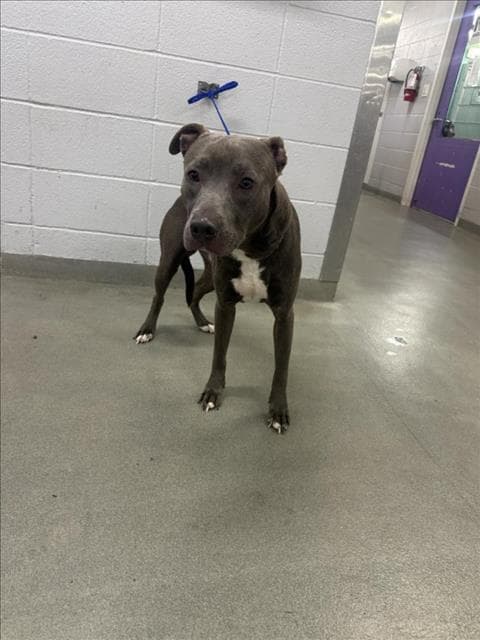 Unknown - American Staffordshire Terrier