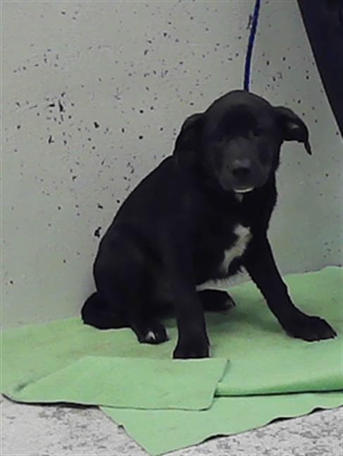 Unknown - Staffordshire Bull Terrier