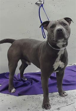 Louie image 1