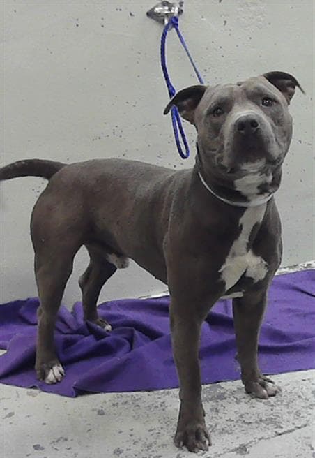 Louie - Staffordshire Bull Terrier