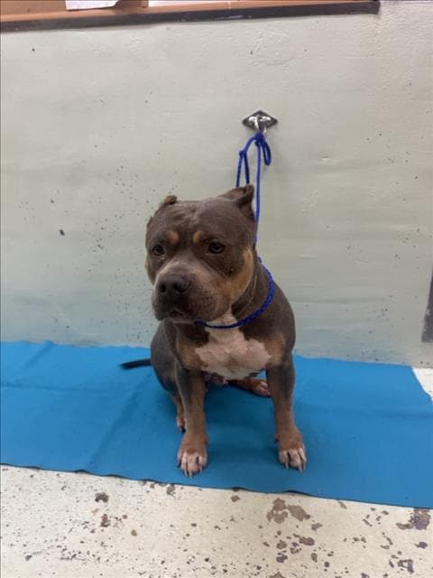 Lilac - Staffordshire Bull Terrier