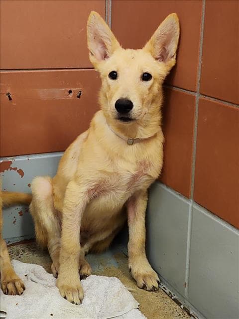Malik - Labrador Retriever