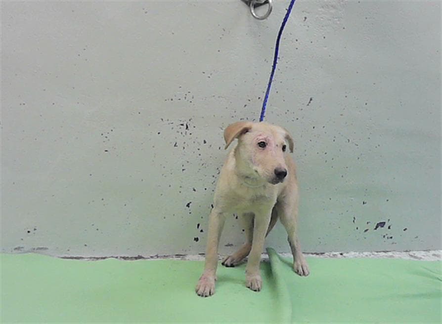 Marigold - Labrador Retriever
