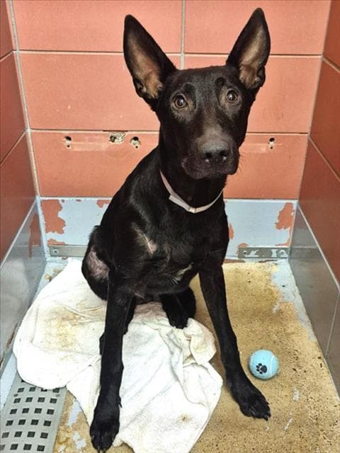 Wayne - Labrador Retriever