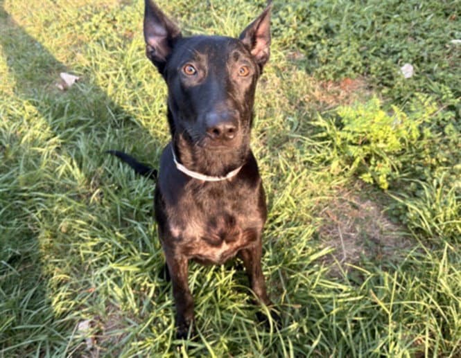 Wayne - Labrador Retriever
