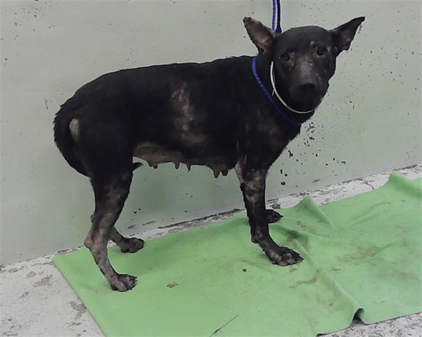Unknown - German Shepherd Dog