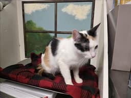 Kaylee image 1