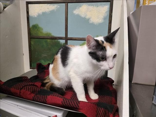 Kaylee - Domestic Short Hair