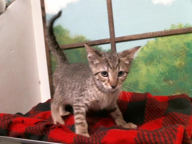 Unknown - Domestic Short Hair