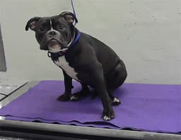 Lila image 1